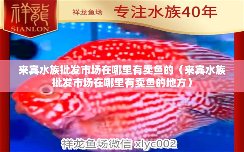 來賓水族批發(fā)市場在哪里有賣魚的（來賓水族批發(fā)市場在哪里有賣魚的地方）