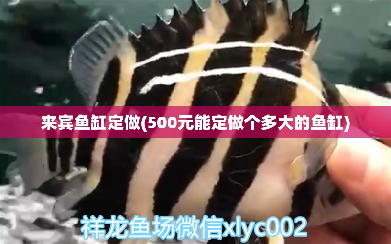 來賓魚缸定做(500元能定做個多大的魚缸)