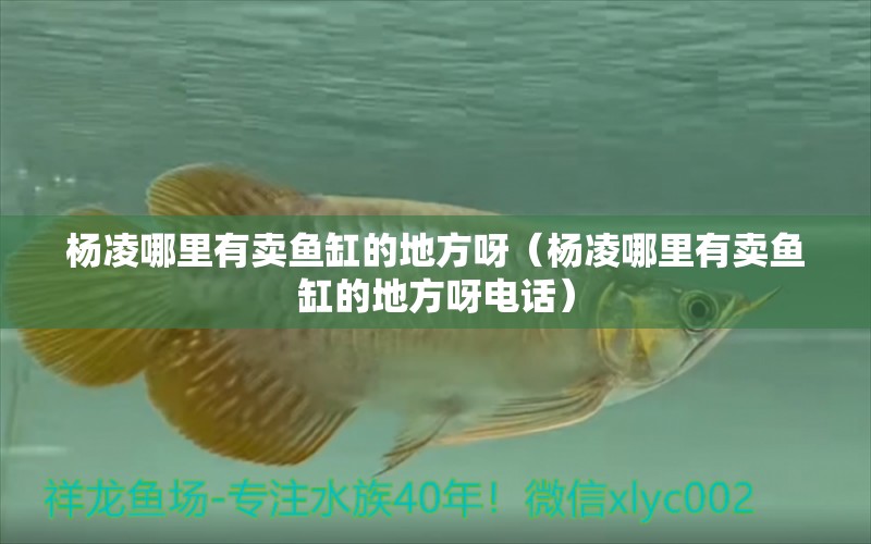 楊凌哪里有賣魚缸的地方呀（楊凌哪里有賣魚缸的地方呀電話）