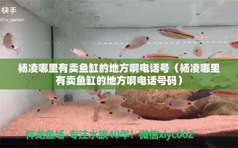 楊凌哪里有賣魚缸的地方啊電話號(hào)（楊凌哪里有賣魚缸的地方啊電話號(hào)碼） 蝴蝶鯉