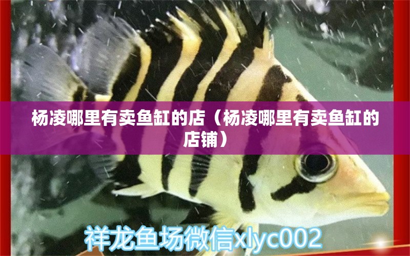 楊凌哪里有賣魚缸的店（楊凌哪里有賣魚缸的店鋪） 觀賞魚市場（混養(yǎng)魚）