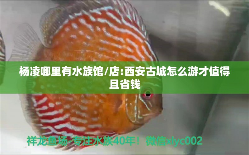 楊凌哪里有水族館/店:西安古城怎么游才值得且省錢(qián) 觀賞魚(yú)水族批發(fā)市場(chǎng)