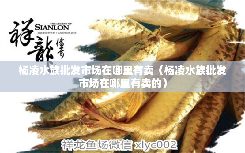 楊凌水族批發(fā)市場(chǎng)在哪里有賣（楊凌水族批發(fā)市場(chǎng)在哪里有賣的） 觀賞魚水族批發(fā)市場(chǎng)