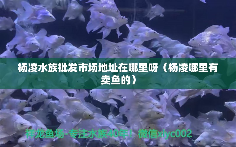 楊凌水族批發(fā)市場地址在哪里呀（楊凌哪里有賣魚的）