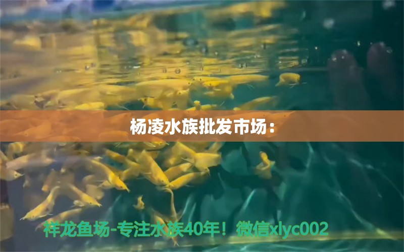 楊凌水族批發(fā)市場(chǎng)：