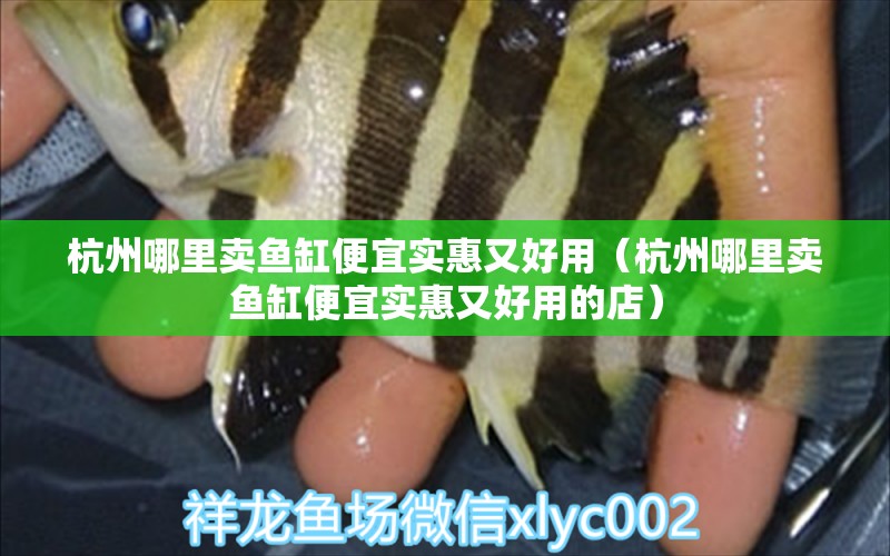 杭州哪里賣魚缸便宜實(shí)惠又好用（杭州哪里賣魚缸便宜實(shí)惠又好用的店） 元寶鳳凰魚專用魚糧