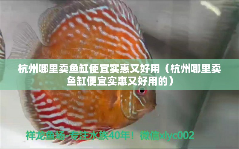 杭州哪里賣魚缸便宜實惠又好用（杭州哪里賣魚缸便宜實惠又好用的）