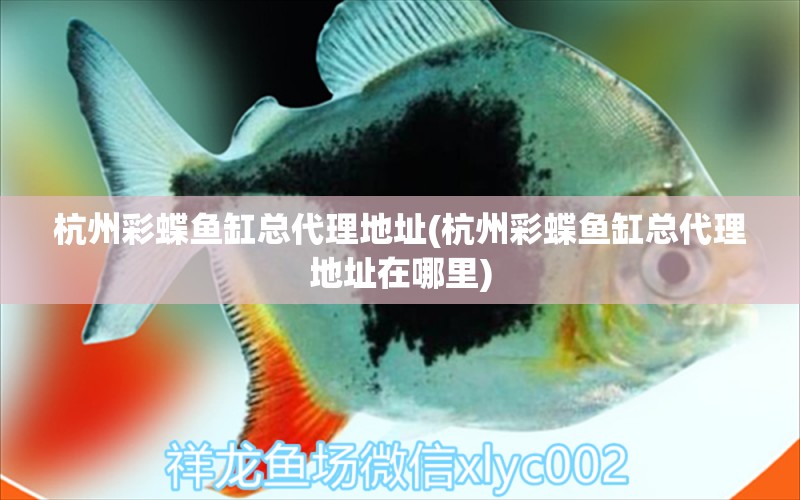 杭州彩蝶魚缸總代理地址(杭州彩蝶魚缸總代理地址在哪里) 撒旦鴨嘴魚 第2張