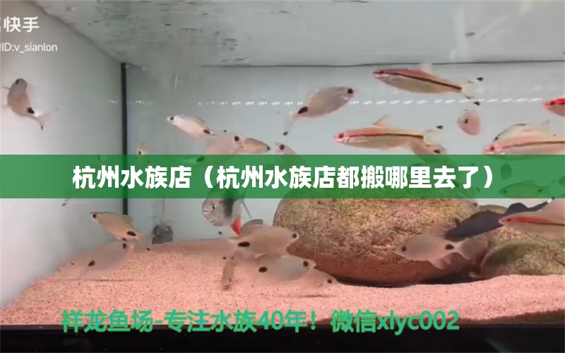 杭州水族店（杭州水族店都搬哪里去了）