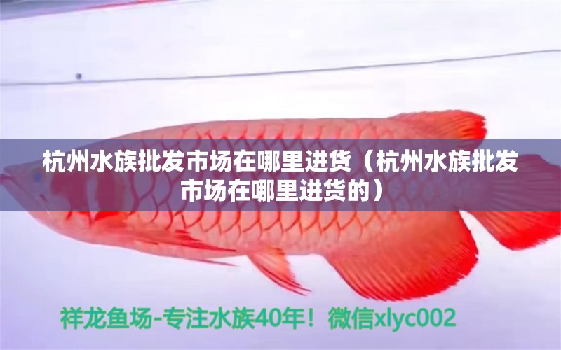 杭州水族批發(fā)市場在哪里進(jìn)貨（杭州水族批發(fā)市場在哪里進(jìn)貨的） 觀賞魚水族批發(fā)市場