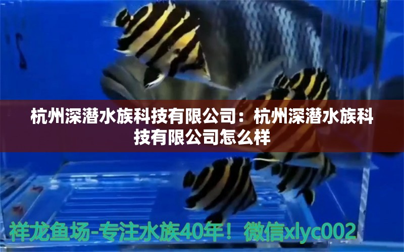 杭州深潛水族科技有限公司：杭州深潛水族科技有限公司怎么樣