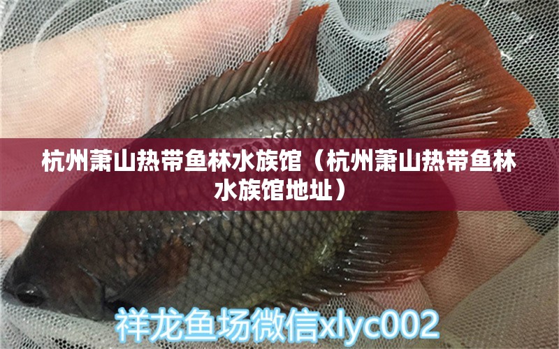 杭州蕭山熱帶魚林水族館（杭州蕭山熱帶魚林水族館地址）