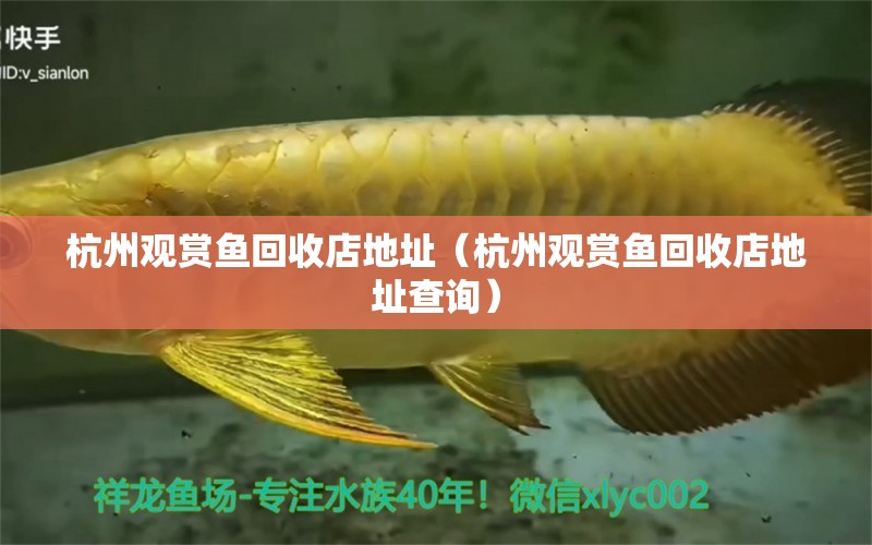 杭州觀賞魚回收店地址（杭州觀賞魚回收店地址查詢） 祥龍水族醫(yī)院