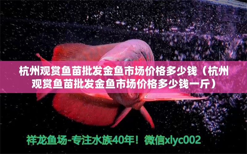 杭州觀賞魚苗批發(fā)金魚市場價格多少錢（杭州觀賞魚苗批發(fā)金魚市場價格多少錢一斤） 水族用品