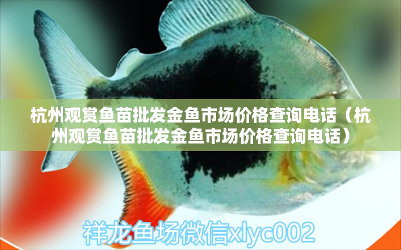 杭州觀賞魚苗批發(fā)金魚市場價格查詢電話（杭州觀賞魚苗批發(fā)金魚市場價格查詢電話）