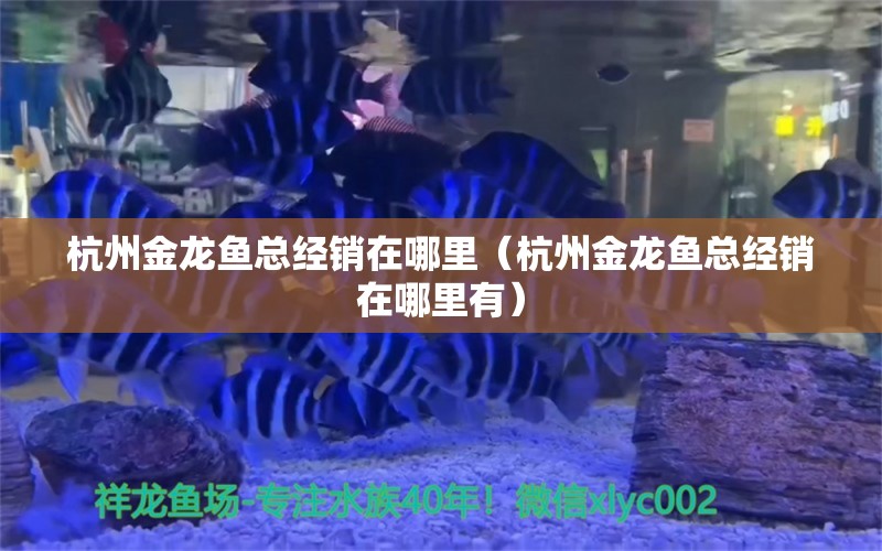 杭州金龍魚總經(jīng)銷在哪里（杭州金龍魚總經(jīng)銷在哪里有）