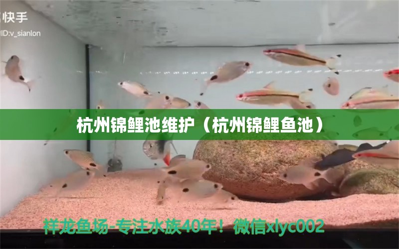 杭州錦鯉池維護(hù)（杭州錦鯉魚池） 稀有金龍魚