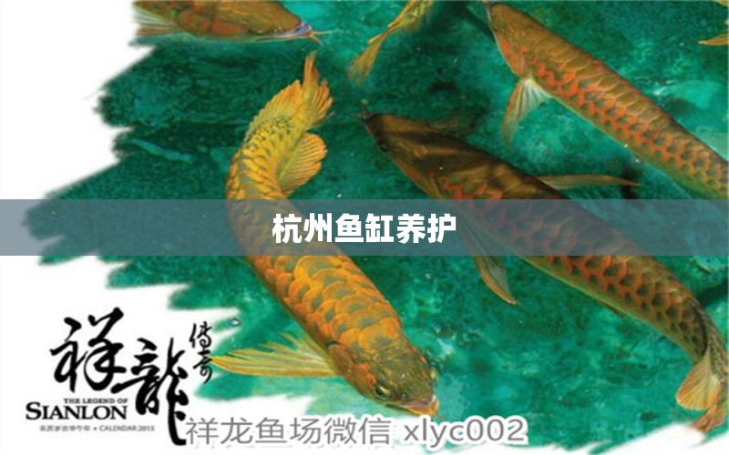 杭州魚缸養(yǎng)護