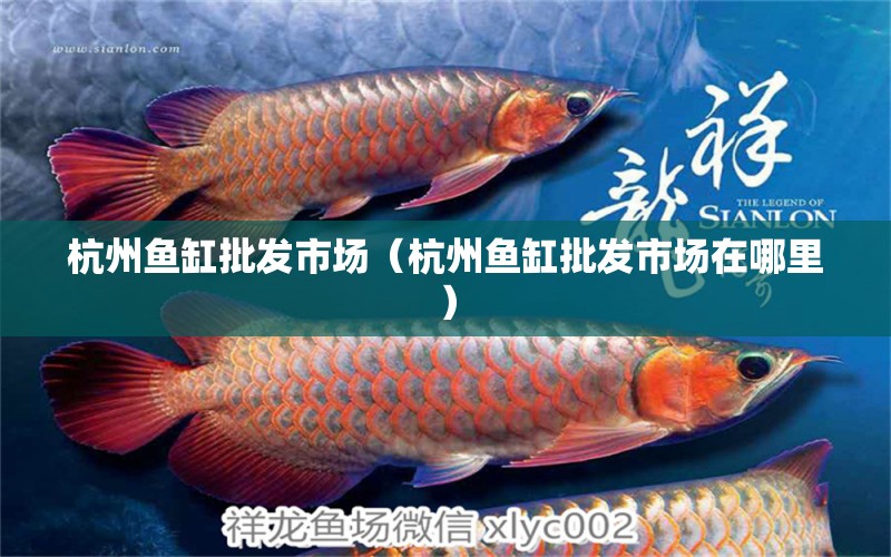 杭州魚缸批發(fā)市場（杭州魚缸批發(fā)市場在哪里） 觀賞魚水族批發(fā)市場