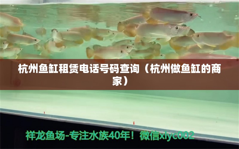 杭州魚(yú)缸租賃電話號(hào)碼查詢（杭州做魚(yú)缸的商家） 新加坡號(hào)半紅龍魚(yú)（練手級(jí)紅龍魚(yú)）