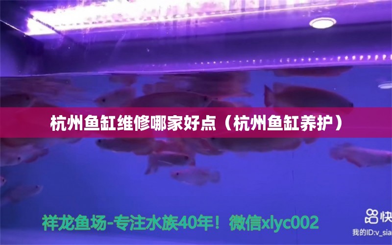 杭州魚缸維修哪家好點（杭州魚缸養(yǎng)護） 觀賞蝦蟹等飼料