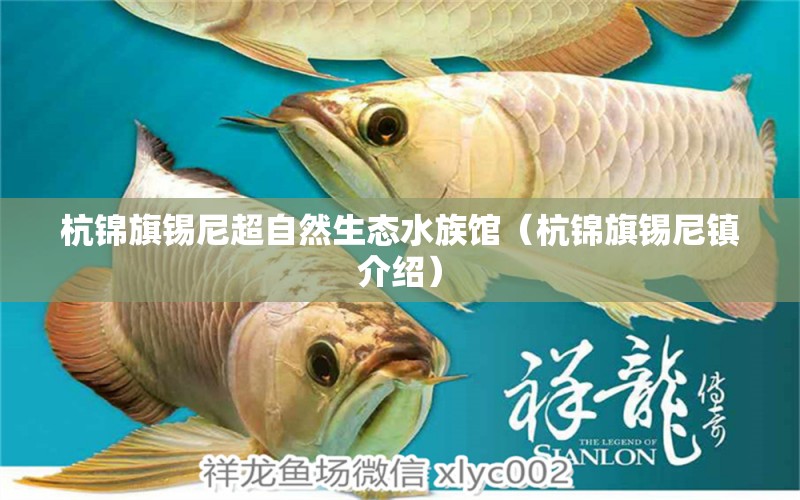 杭錦旗錫尼超自然生態(tài)水族館（杭錦旗錫尼鎮(zhèn)介紹） 全國(guó)水族館企業(yè)名錄