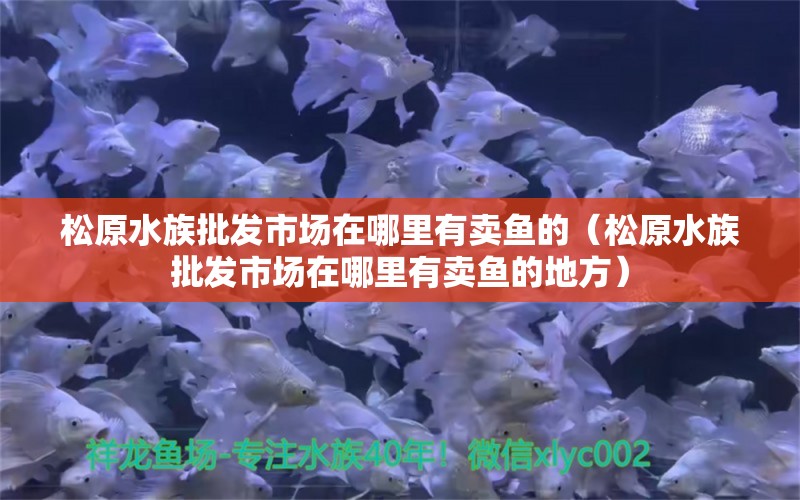 松原水族批發(fā)市場在哪里有賣魚的（松原水族批發(fā)市場在哪里有賣魚的地方）