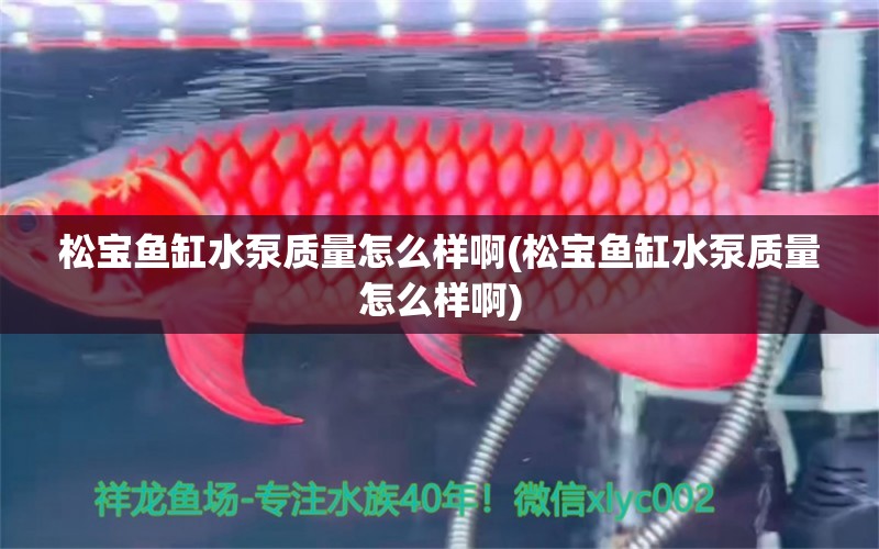 松寶魚缸水泵質(zhì)量怎么樣啊(松寶魚缸水泵質(zhì)量怎么樣啊) 魚缸水泵 第2張