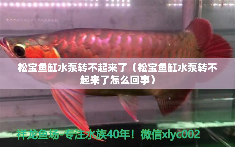 松寶魚缸水泵轉(zhuǎn)不起來(lái)了（松寶魚缸水泵轉(zhuǎn)不起來(lái)了怎么回事）