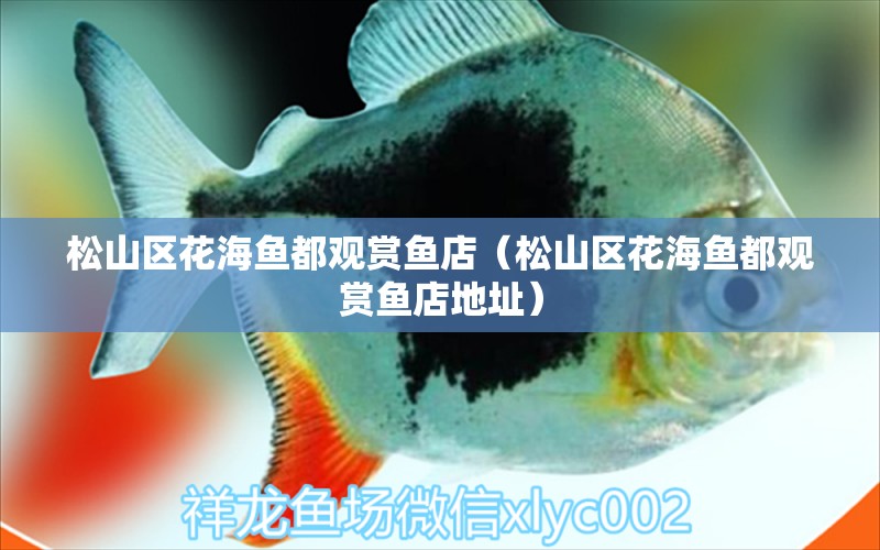 松山區(qū)花海魚都觀賞魚店（松山區(qū)花海魚都觀賞魚店地址） 全國(guó)水族館企業(yè)名錄