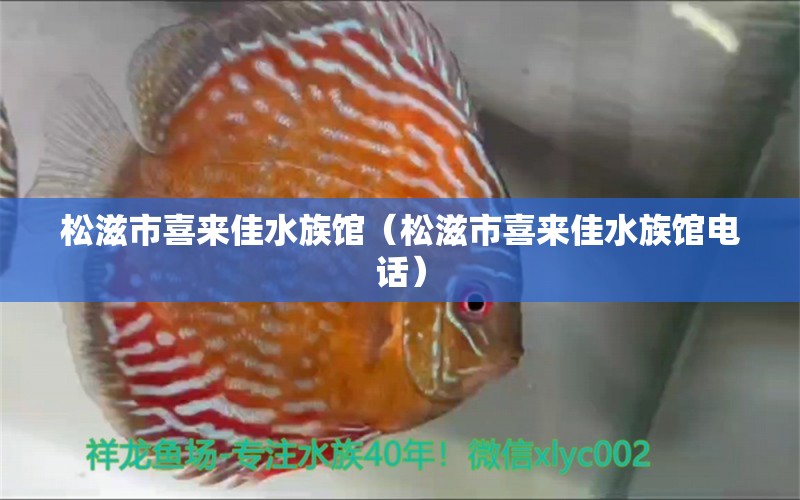 松滋市喜來佳水族館（松滋市喜來佳水族館電話） 全國水族館企業(yè)名錄