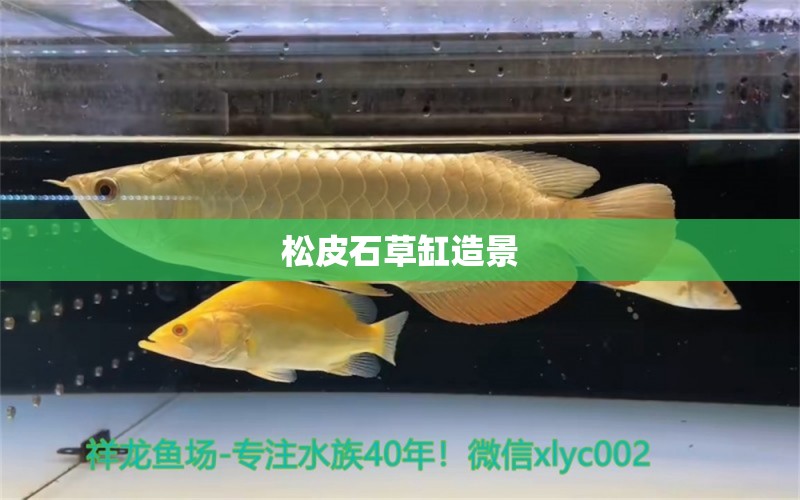 松皮石草缸造景 觀賞魚論壇 第2張