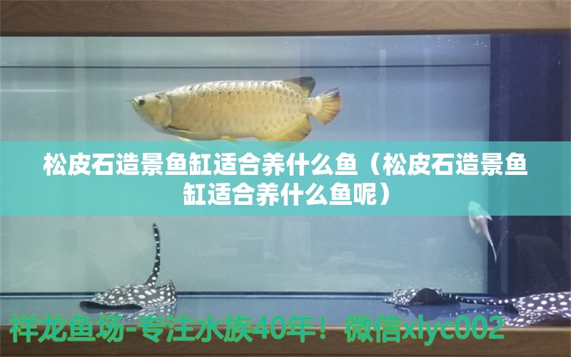 松皮石造景魚(yú)缸適合養(yǎng)什么魚(yú)（松皮石造景魚(yú)缸適合養(yǎng)什么魚(yú)呢） 其他品牌魚(yú)缸