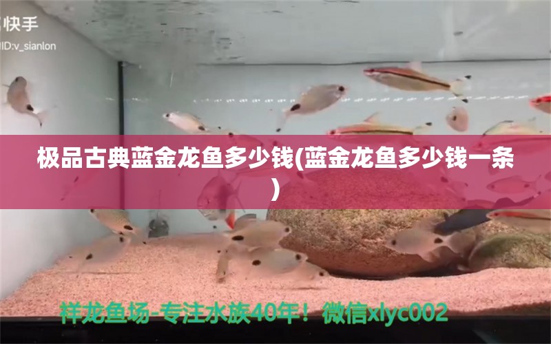 極品古典藍金龍魚多少錢(藍金龍魚多少錢一條) 2024第28屆中國國際寵物水族展覽會CIPS（長城寵物展2024 CIPS）