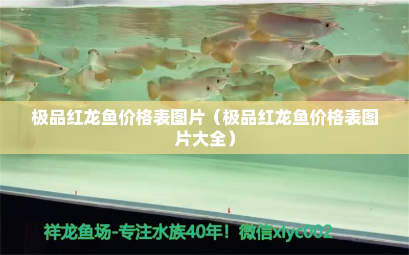 極品紅龍魚價(jià)格表圖片（極品紅龍魚價(jià)格表圖片大全） 祥龍水族醫(yī)院