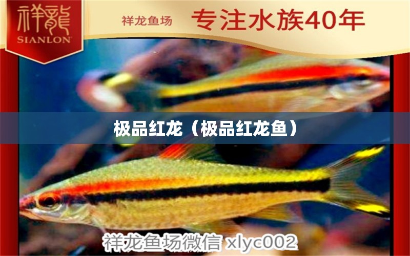 極品紅龍（極品紅龍魚） 觀賞魚市場（混養(yǎng)魚）