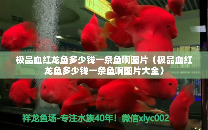 極品血紅龍魚多少錢一條魚啊圖片（極品血紅龍魚多少錢一條魚啊圖片大全） 印尼紅龍魚