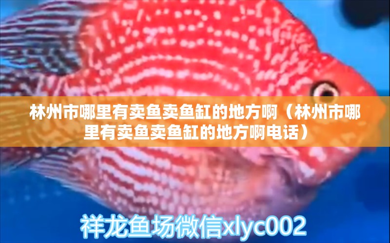 林州市哪里有賣(mài)魚(yú)賣(mài)魚(yú)缸的地方啊（林州市哪里有賣(mài)魚(yú)賣(mài)魚(yú)缸的地方啊電話(huà)） 白化巴西龜（白巴）