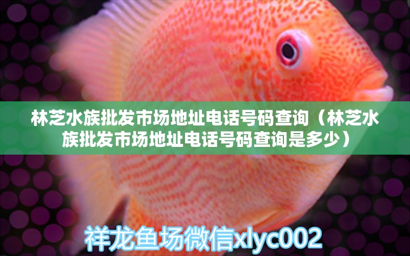 林芝水族批發(fā)市場(chǎng)地址電話號(hào)碼查詢（林芝水族批發(fā)市場(chǎng)地址電話號(hào)碼查詢是多少） 觀賞魚水族批發(fā)市場(chǎng)