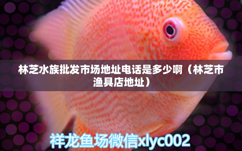 林芝水族批發(fā)市場地址電話是多少?。种ナ袧O具店地址）