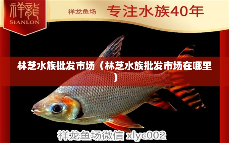 林芝水族批發(fā)市場(chǎng)（林芝水族批發(fā)市場(chǎng)在哪里） 觀賞魚水族批發(fā)市場(chǎng)