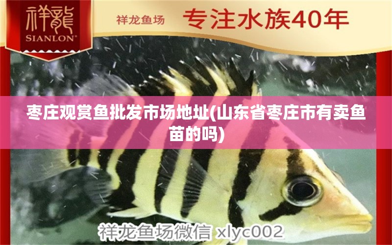 棗莊觀賞魚(yú)批發(fā)市場(chǎng)地址(山東省棗莊市有賣(mài)魚(yú)苗的嗎)