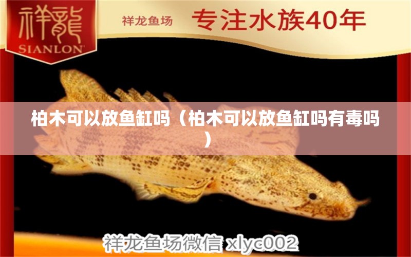 柏木可以放魚缸嗎（柏木可以放魚缸嗎有毒嗎） 其他品牌魚缸