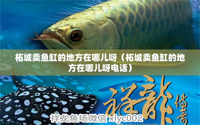 柘城賣魚缸的地方在哪兒呀（柘城賣魚缸的地方在哪兒呀電話） 觀賞魚市場（混養(yǎng)魚）