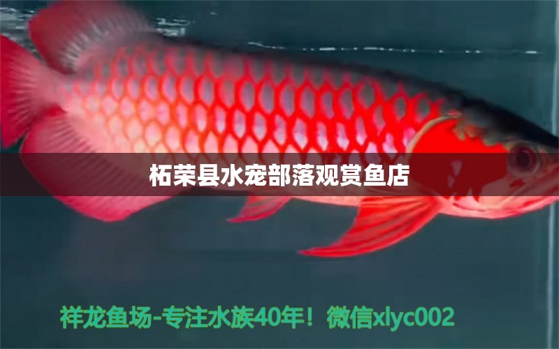 柘榮縣水寵部落觀賞魚(yú)店 全國(guó)水族館企業(yè)名錄