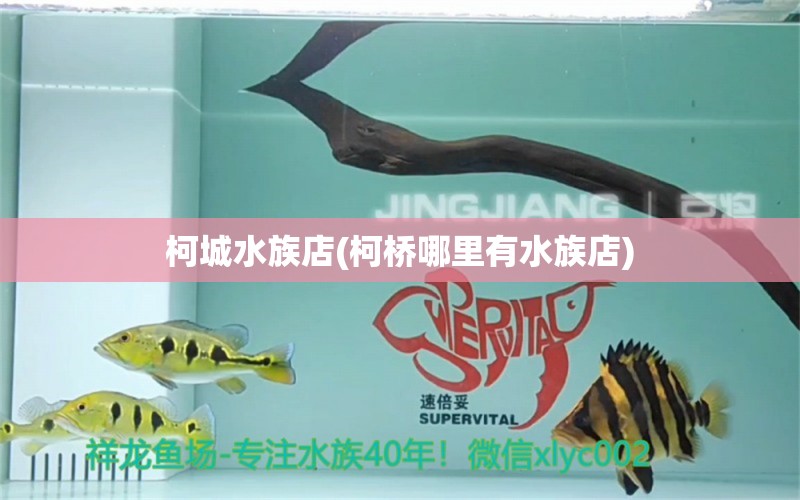 柯城水族店(柯橋哪里有水族店) 黑桃A魚(yú)苗 第2張