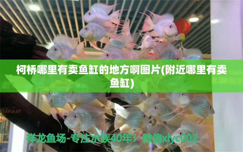 柯橋哪里有賣魚缸的地方啊圖片(附近哪里有賣魚缸) 祥龍龍魚魚糧