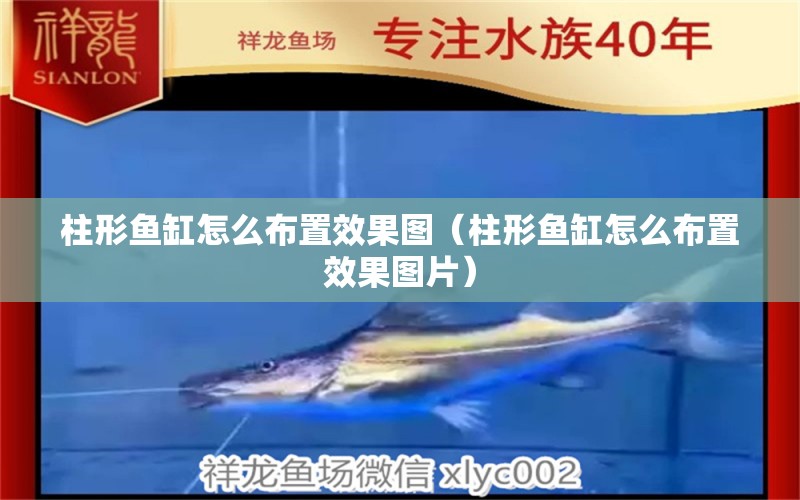 柱形魚缸怎么布置效果圖（柱形魚缸怎么布置效果圖片）