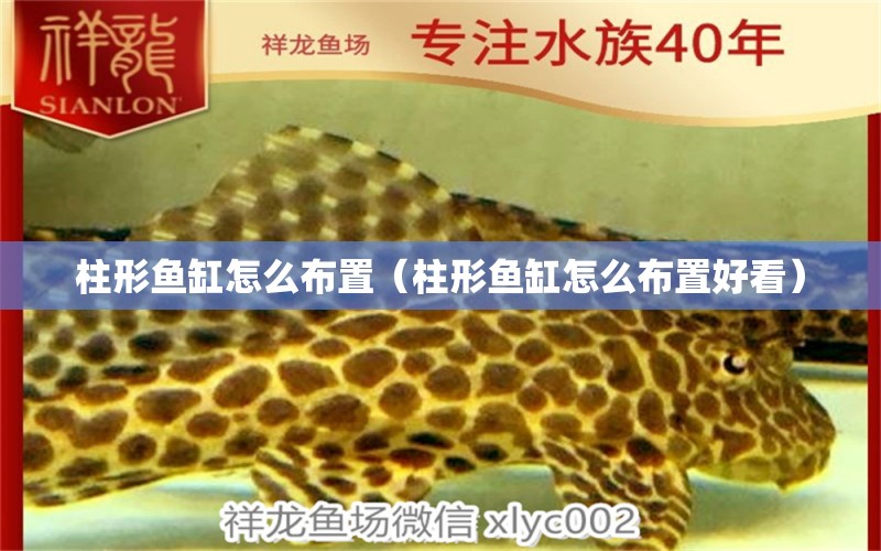 柱形魚缸怎么布置（柱形魚缸怎么布置好看） 祥龍水族醫(yī)院