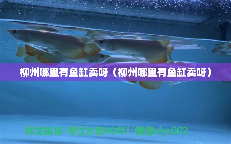 柳州哪里有魚缸賣呀（柳州哪里有魚缸賣呀） 其他品牌魚缸